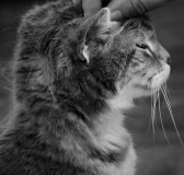 Tenderness